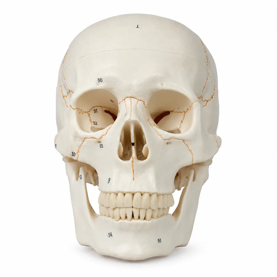Suturely — Numbered skull with painted sutures you can trace