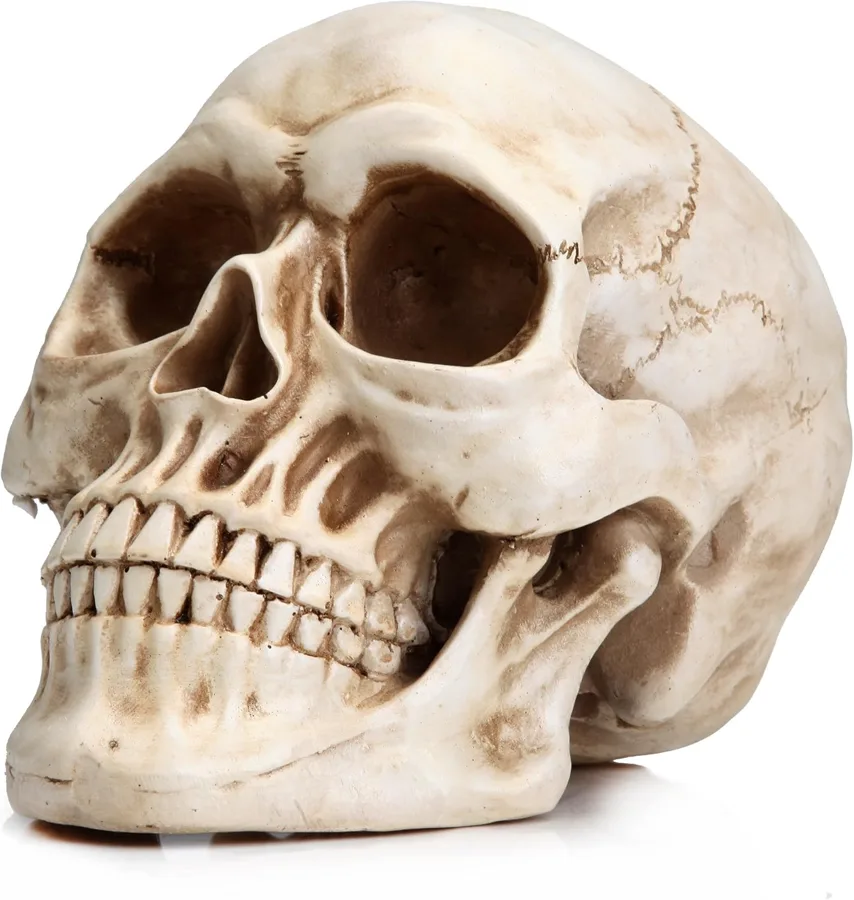 READAEER Halloween Skull Head — Resin skull for shelves and props