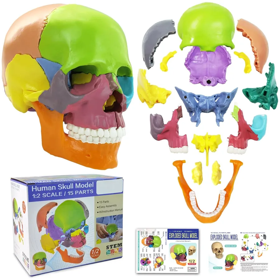 NEW HORIZON Human Skull Model — Palm-sized 15-piece study kit