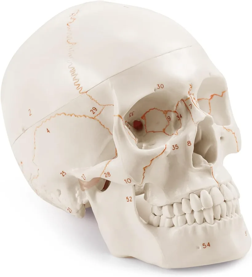 Medarchitect Human Skull Model — Etched numbers on a 3-part skull