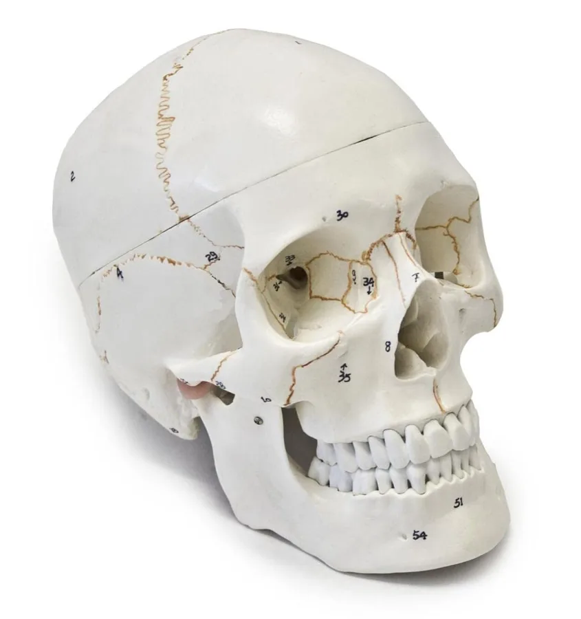 Wellden Medical Skull Model — Numbered 3-part skull with key